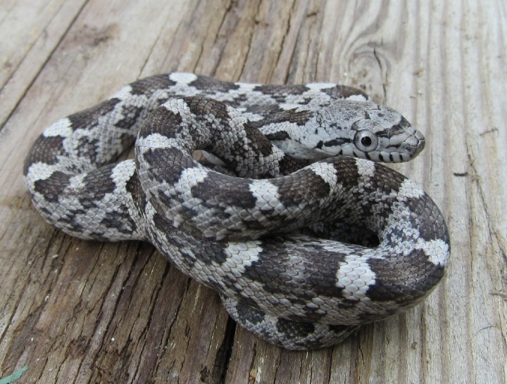 Gray Rat Snake